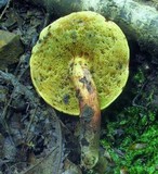 Boletellus pseudochrysenteroides image