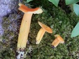 Hygrocybe aurantiosplendens image