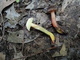 Boletus chrysenteron image