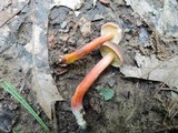 Boletus chrysenteron image