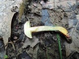 Boletus chrysenteron image