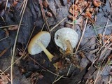 Rhodocollybia butyracea image