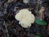 Russula ochroleucoides image