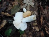 Russula ochroleucoides image