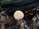 Russula ochroleucoides image