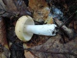 Russula ochroleucoides image
