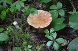 Amanita amerirubescens image