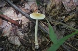 Amanita amerifulva image