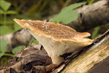 Polyporus tuberaster image