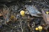 Cantharellus lateritius image