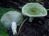 Russula variata image
