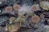 Gymnopus subnudus image