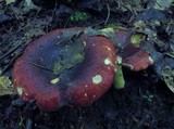 Russula vinacea image