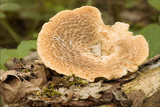 Polyporus tuberaster image