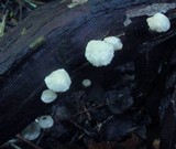 Marasmiellus praeacutus image