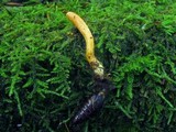 Cordyceps militaris image