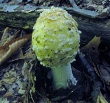 Amanita velatipes image