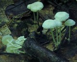 Resinomycena rhododendri image