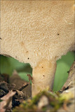 Polyporus tuberaster image