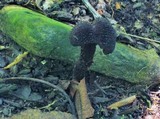 Inocybe tahquamenonensis image