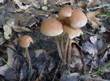 Gymnopus confluens image