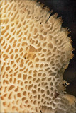 Polyporus tuberaster image