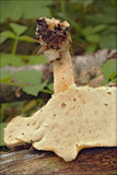 Polyporus tuberaster image