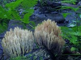Ramaria stricta image