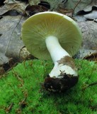 Lactarius chrysorrheus image