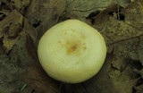 Lactarius chrysorrheus image