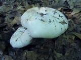 Russula compacta image