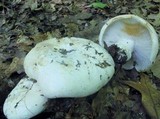 Russula compacta image