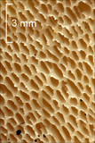 Polyporus tuberaster image