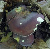 Russula mariae image