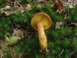 Phylloporus rhodoxanthus image