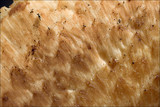 Polyporus tuberaster image