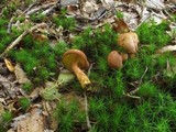 Phylloporus rhodoxanthus image