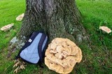 Bondarzewia berkeleyi image