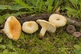 Lactarius maculatipes image