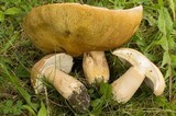 Boletus variipes image