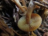Kuehneromyces lignicola image