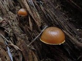 Kuehneromyces lignicola image