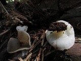 Gyromitra melaleucoides image