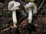 Helvella latispora image