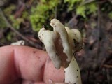 Helvella latispora image