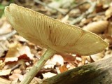 Amanita sect. Vaginatae image