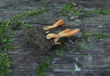 Cordyceps militaris image