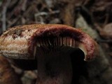 Lactarius rubrilacteus image