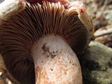 Lactarius rubrilacteus image