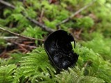 Plectania nannfeldtii image